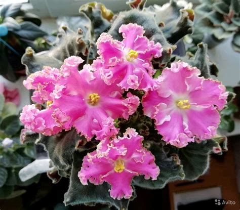 Фиалка богиня солнца - фото и картинки: 66 штук