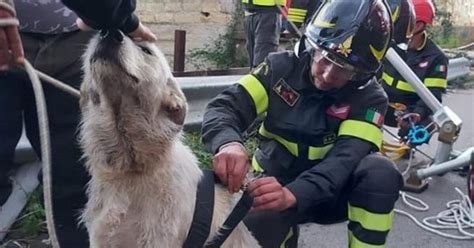 Cucciolo Di Cane Bloccato In Un Fiume Di Palermo Viene Salvato Dai