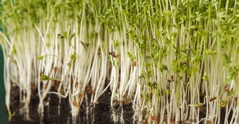 Alfalfa Sprouts How To Plant Grow And Harvest Trim That Weed