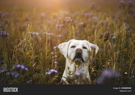 Young White Labrador Image & Photo (Free Trial) | Bigstock