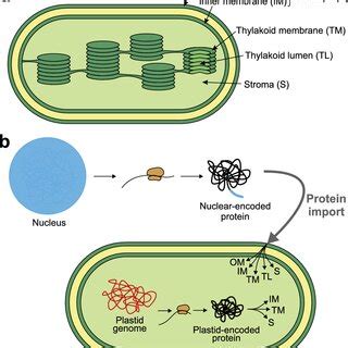 Schematic Representation Of A Plastid Structure And Plastid Protein