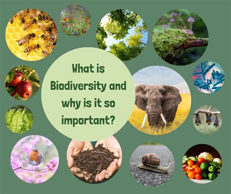 What Is Biodiversity And Why Is It So Important Roots And Wings