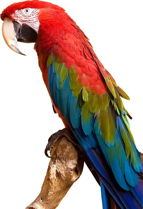 Colorful Parrot | Colorful parrots, Parrot, Bird