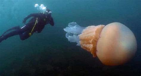 Giant jellyfish News - Latest Giant jellyfish News, Breaking Giant ...