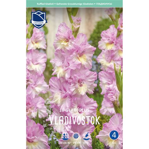 Гладиолус Владивосток