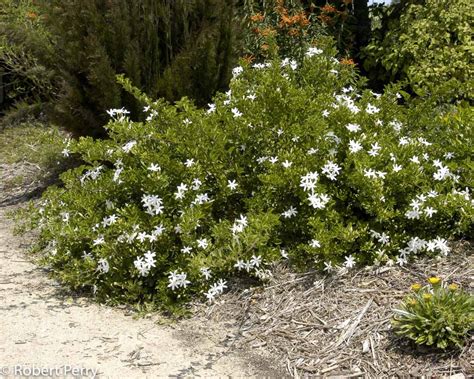 South African Jasmine Waterwise Garden Planner