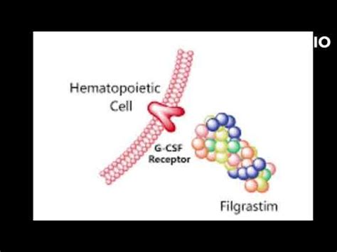 filgrastim uses and mode of action - YouTube