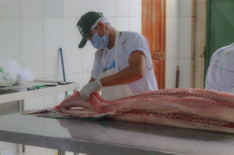 FAS realiza primeira Feira do Pirarucu de 2023 neste sábado a venda