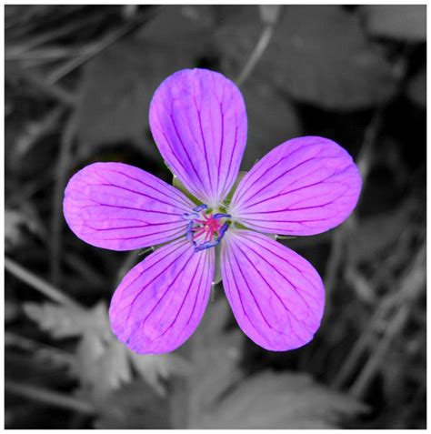 Violet flower II by Aenima1125 on DeviantArt