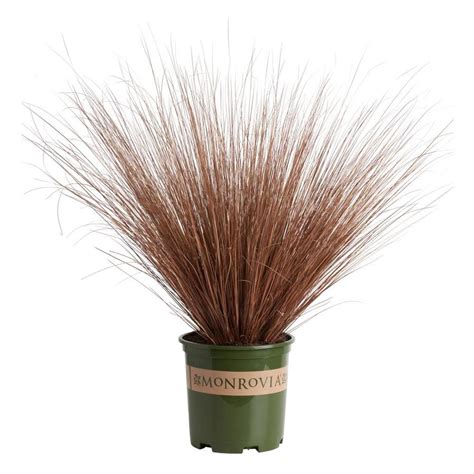 Monrovia 3 Quart Fox Red Curly Sedge At