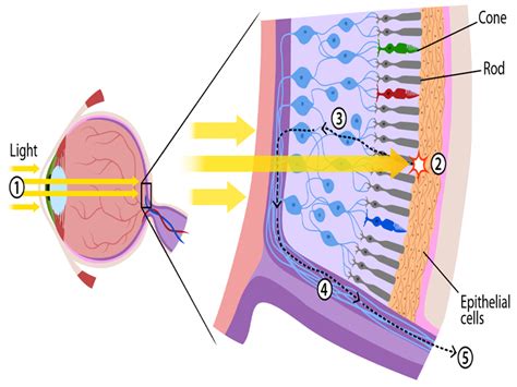 lens  eye  eye lens anatomy medical school education