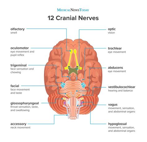 Why Are Cranial Nerves Considered Part Of Pns When They Are Literally