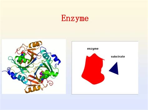 enzyme powerpoint    id