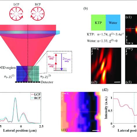 The Detected SHG Intensity Distributions Excited By Left Handed