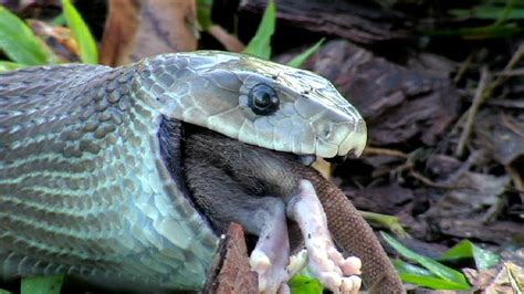 Black Mamba Eats Rat Time Lapse Speed X Youtube