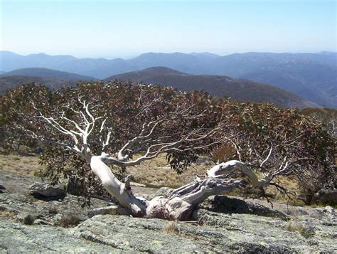 Snow Gum Eucalyptus Pauciflora Subsp Niphophila Growing Guides