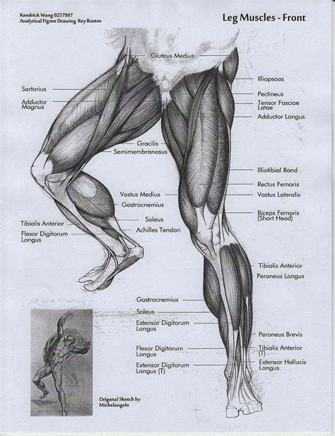 Estudo Musculatura Das Pernas Arte De Anatom A Humana Anatom A