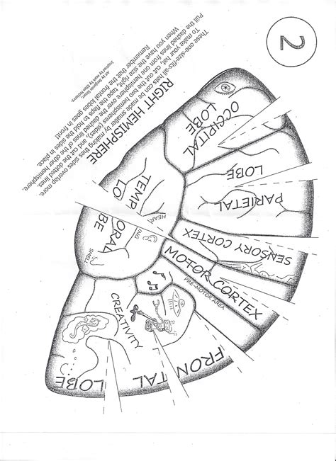 Right Hemisphere Brain Science Craft | Science crafts, Biology projects
