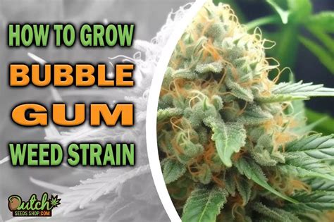 How To Grow Bubble Gum Strain Dss