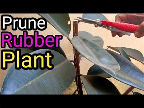 How To Prune Rubber Plant Make Ficus Elastica Bushy Youtube