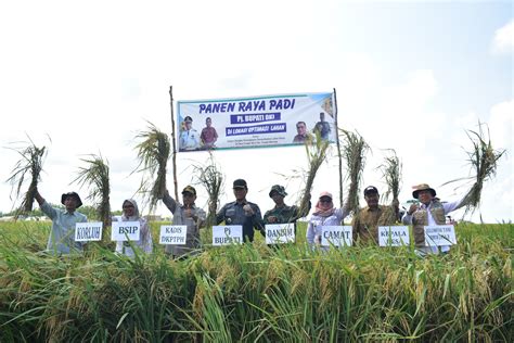 Sukses Besar Petani Di Oki Raih Kali Panen Setahun Dengan Program Opla