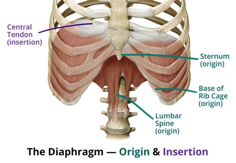 diaphragm-origin-insertion - Definition Fitness