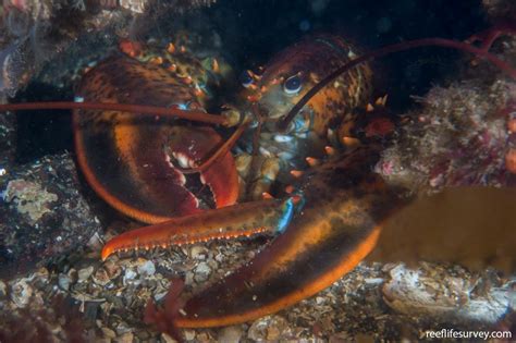 Homarus americanus - American lobster | Reef Life Survey