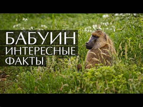 Бабуин: описание, фото, ареал и среда обитания, питание, хищничество (3 ...