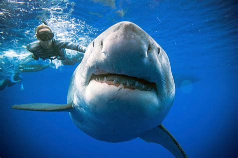 Divers swim with giant great white shark off Oahu's coast