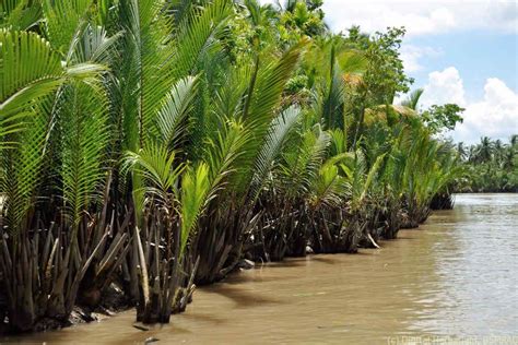 nipa palm digital herbarium  crop plants