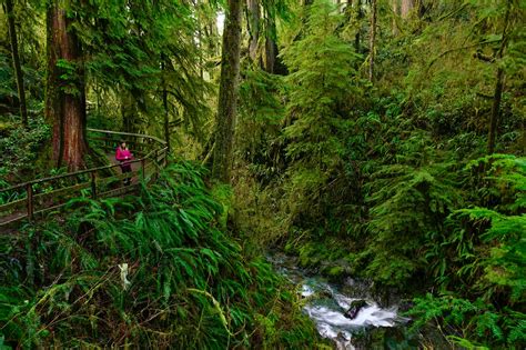The 11 best hikes in Olympic National Park - Lonely Planet