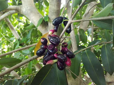 jamun tree leaves  wilbur pritt blog