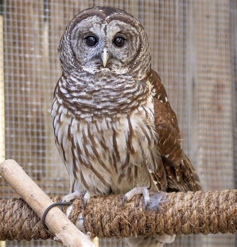 Barred Owl Facts Size Sounds Habitat And Pictures