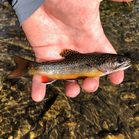 North Carolina — Native Fish Coalition