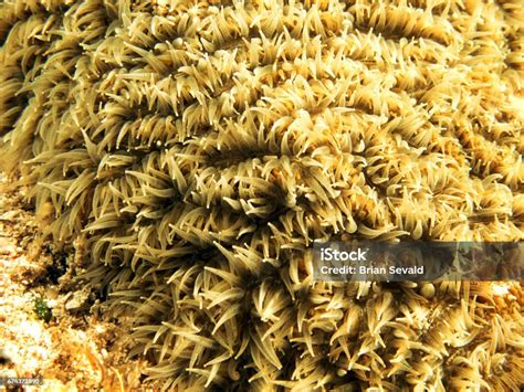 Coral Polyps Stock Photo - Download Image Now - Animal, Cnidarian, Coral - Cnidarian - iStock