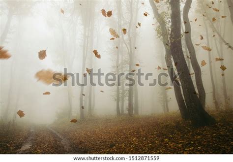 Falling Leaves Blowing Wind Autumn Forest Stock Photo (Edit Now) 1512871559