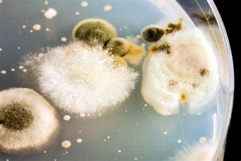 Mould and how it spreads - Techni-K Smart Knowledge - Micro series