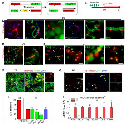 Pdgfr Expressing Progenitors Become Ba During Adrenergic