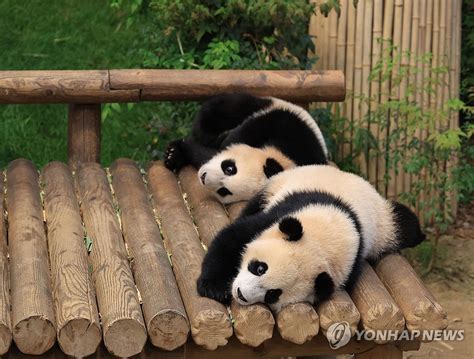 大熊猫双胞胎公开亮相百日 爱宝乐园晒萌照 韩联社