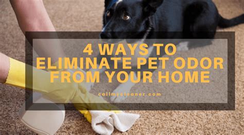 4 Ways To Eliminate Pet Odor From Your Home Cape Coral