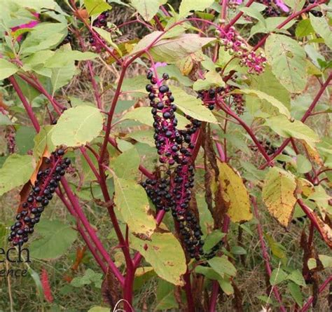 Common Pokeweed Getting Rid Of Weeds