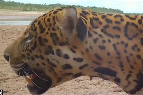 Registran Dos Yaguaret S En El Parque Nacional De Chaco Mmx