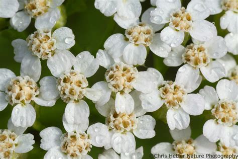 Photos Of The Week May The Prairie Ecologist