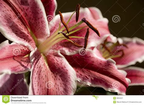 Lirio Del Gazer De La Estrella Imagen De Archivo Imagen De Plantas