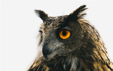 Download Wallpaper 1920x1200 Eagle Owl Owl Predator Bird Beak Eyes