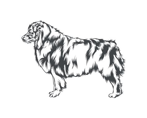 Australian Shepherd Dog Face Black And White Vector 17769165 Vector Art