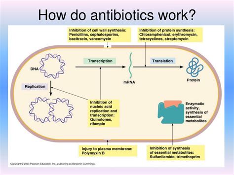 Ppt Antibiotics Powerpoint Presentation Free Download Id5404062