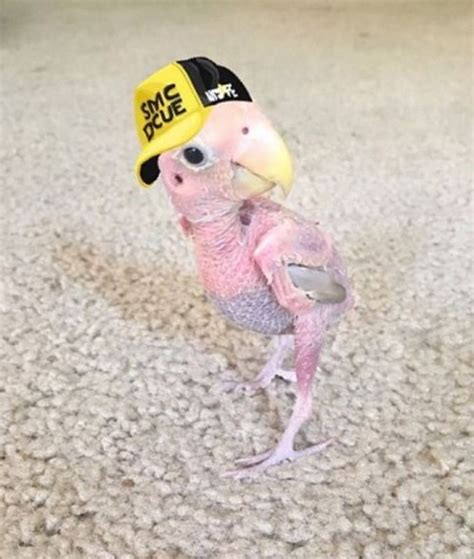 Naked Lovebird Receives Tiny Jumpers From Fans All Over The World