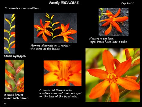 Crocosmia - Botany Brisbane