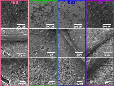 Fe Sem Micrographs Illustrating The Osteoblast Adhesion And Cell